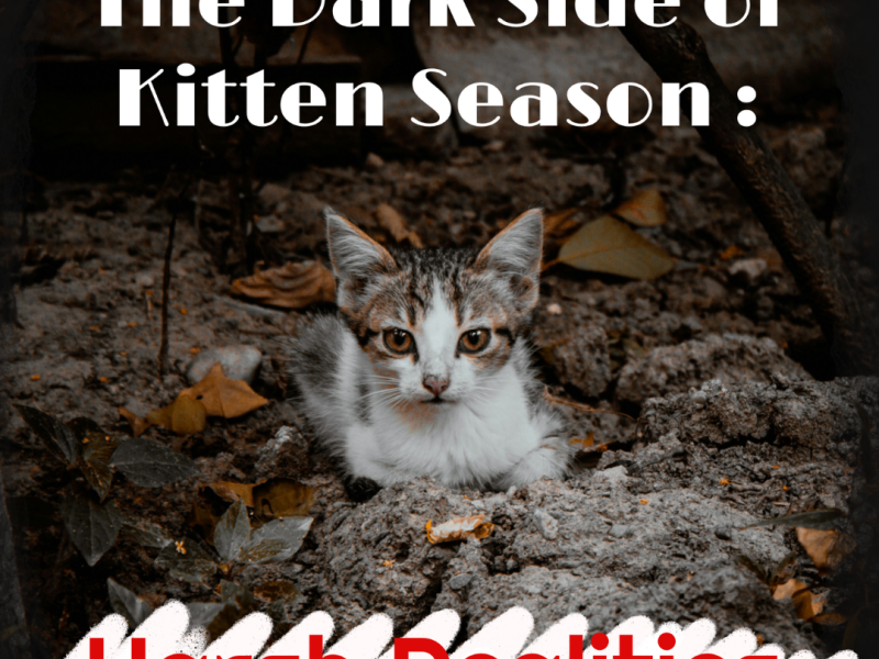 The Sad Truth About Kitten Season: Why Awareness Matters